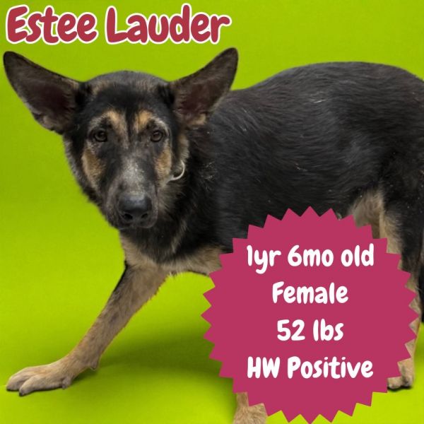 Estee Lauder