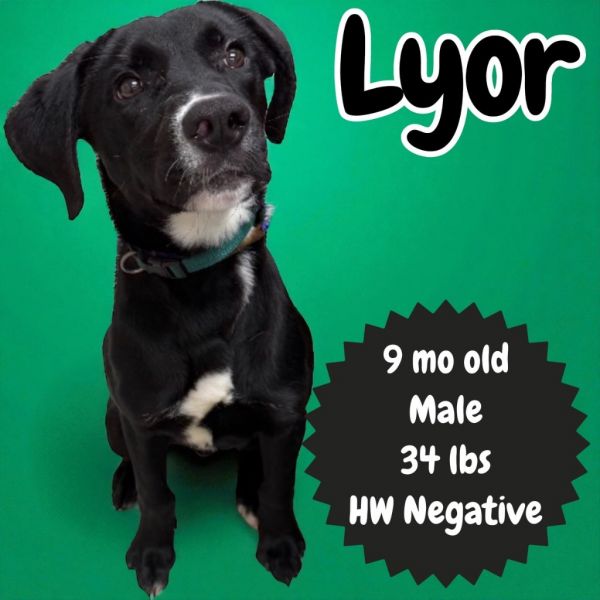 Lyor
