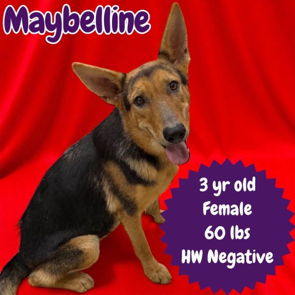 Maybelline
