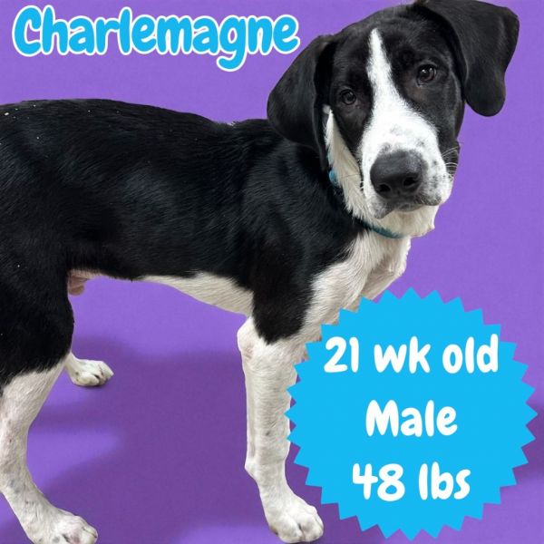 Charlemagne