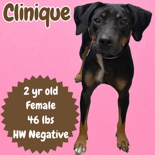 Clinique
