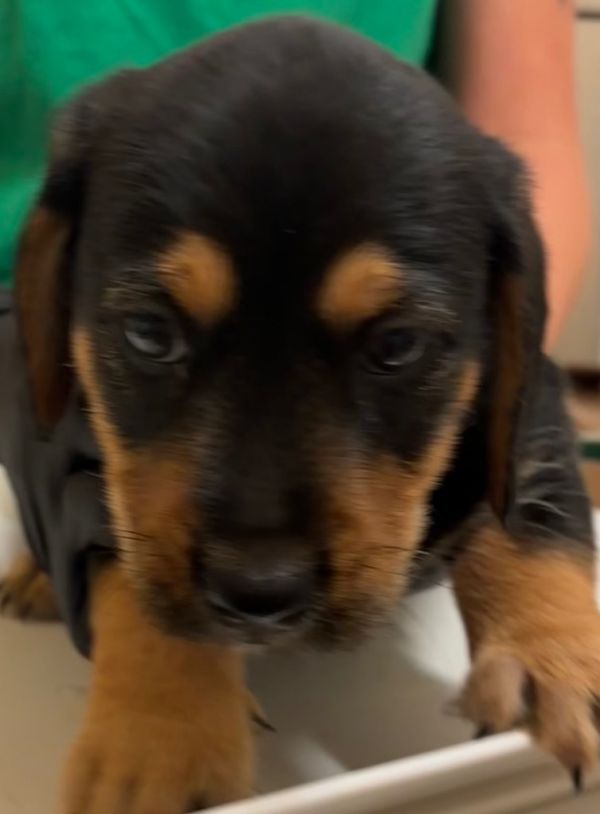 BRUNO
