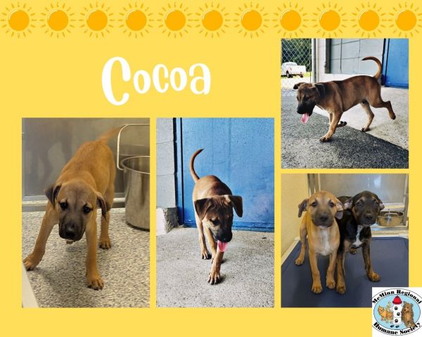 cocoa