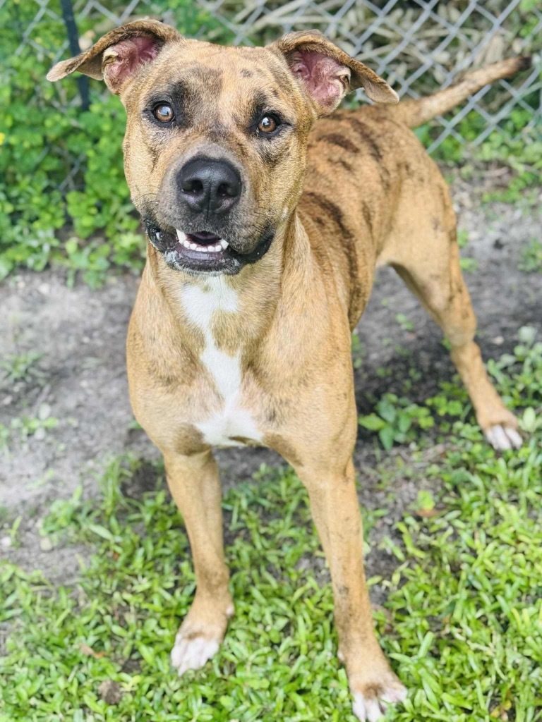 Duke