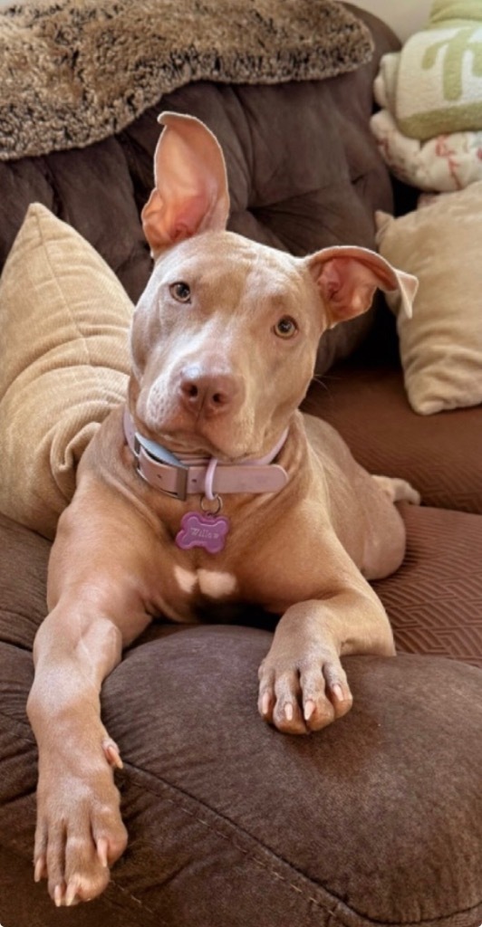 Willow