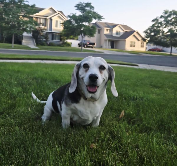 Frankie