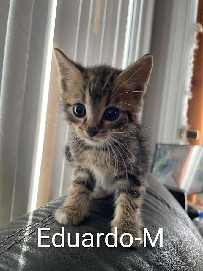 Edwardo