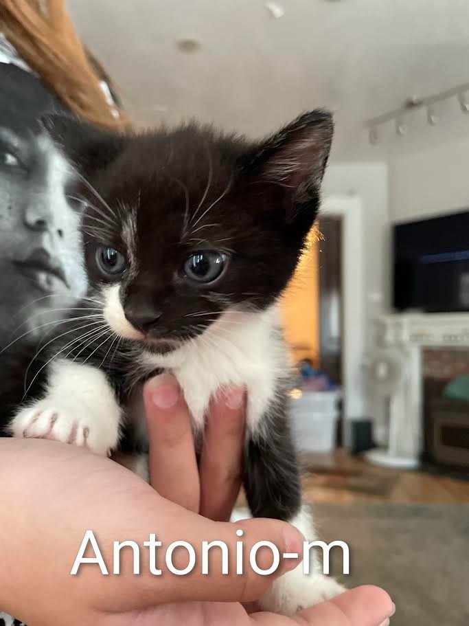 Antonio