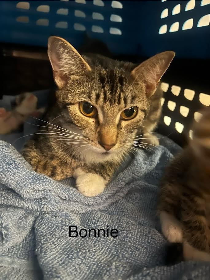 Bonnie
