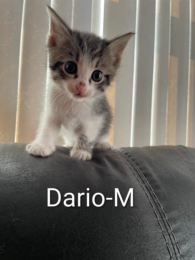 Dario