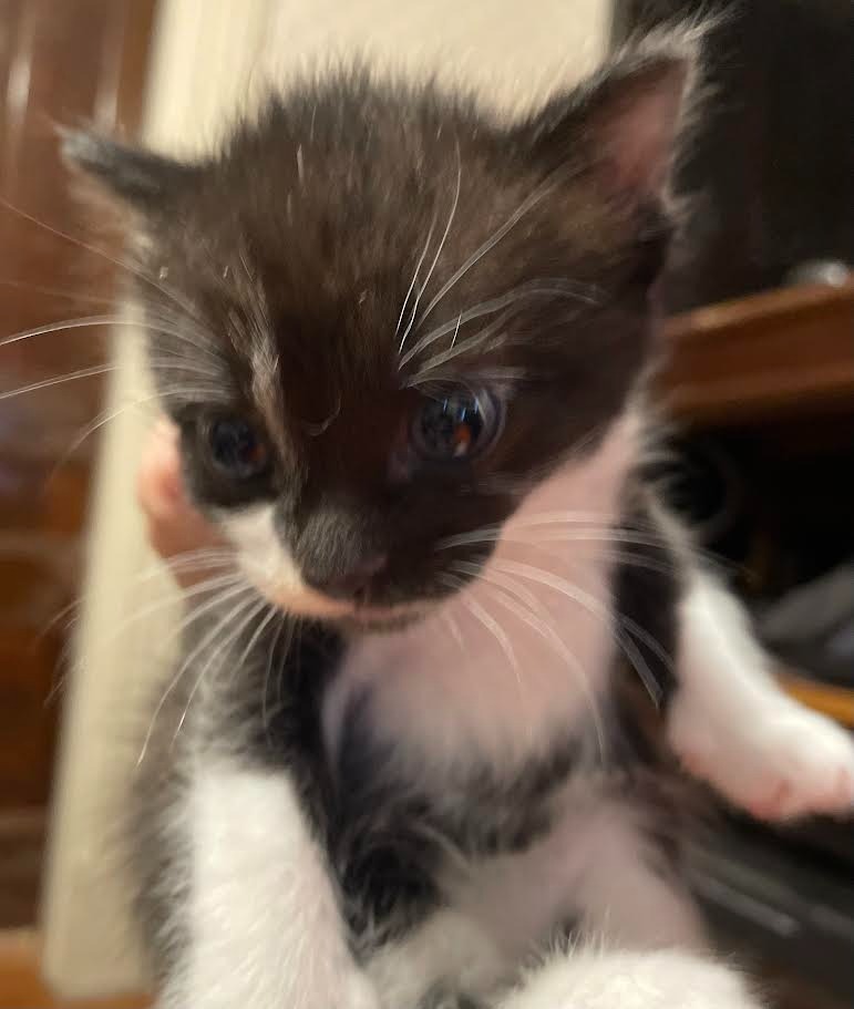 kitten 1