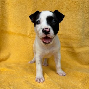 Oreo