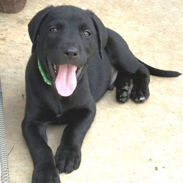 Watson