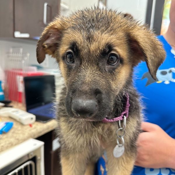 Purple Female (pending ADOPTIPON)