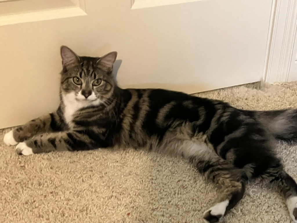 Toast & Sylvester