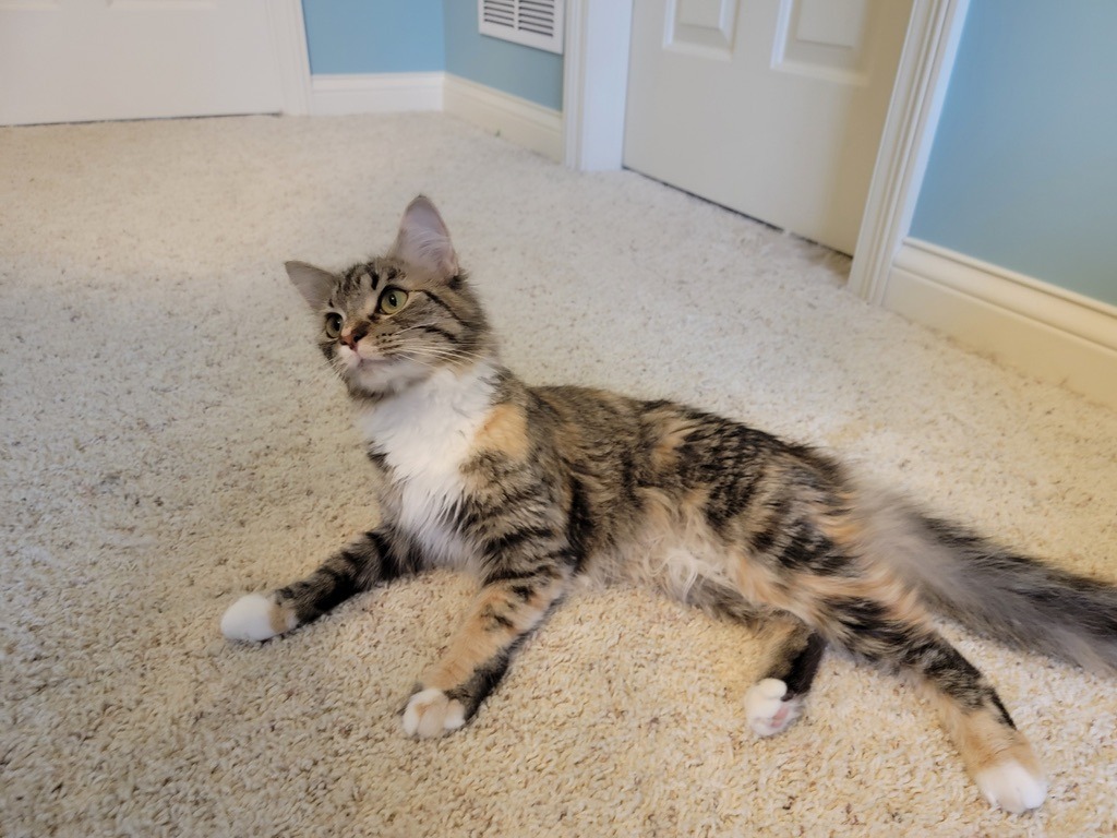 Toast & Sylvester
