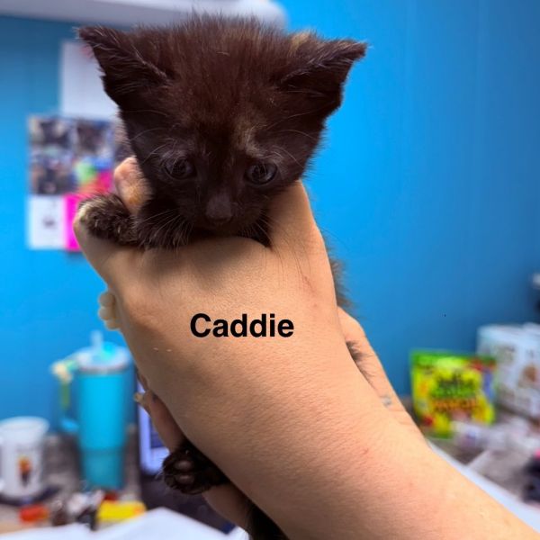 Caddie
