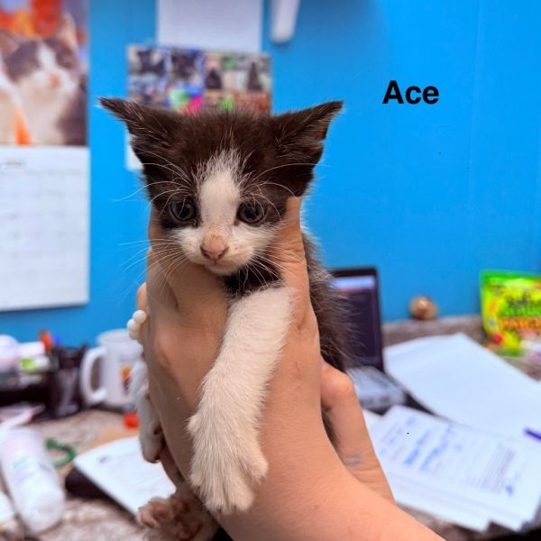 Ace