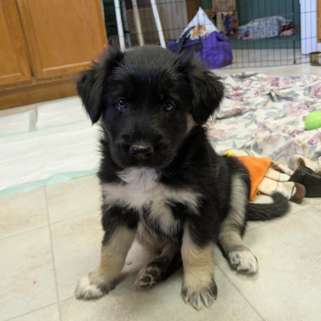 Ember, an adoptable Mixed Breed in Bismarck, ND, 58507 | Photo Image 1