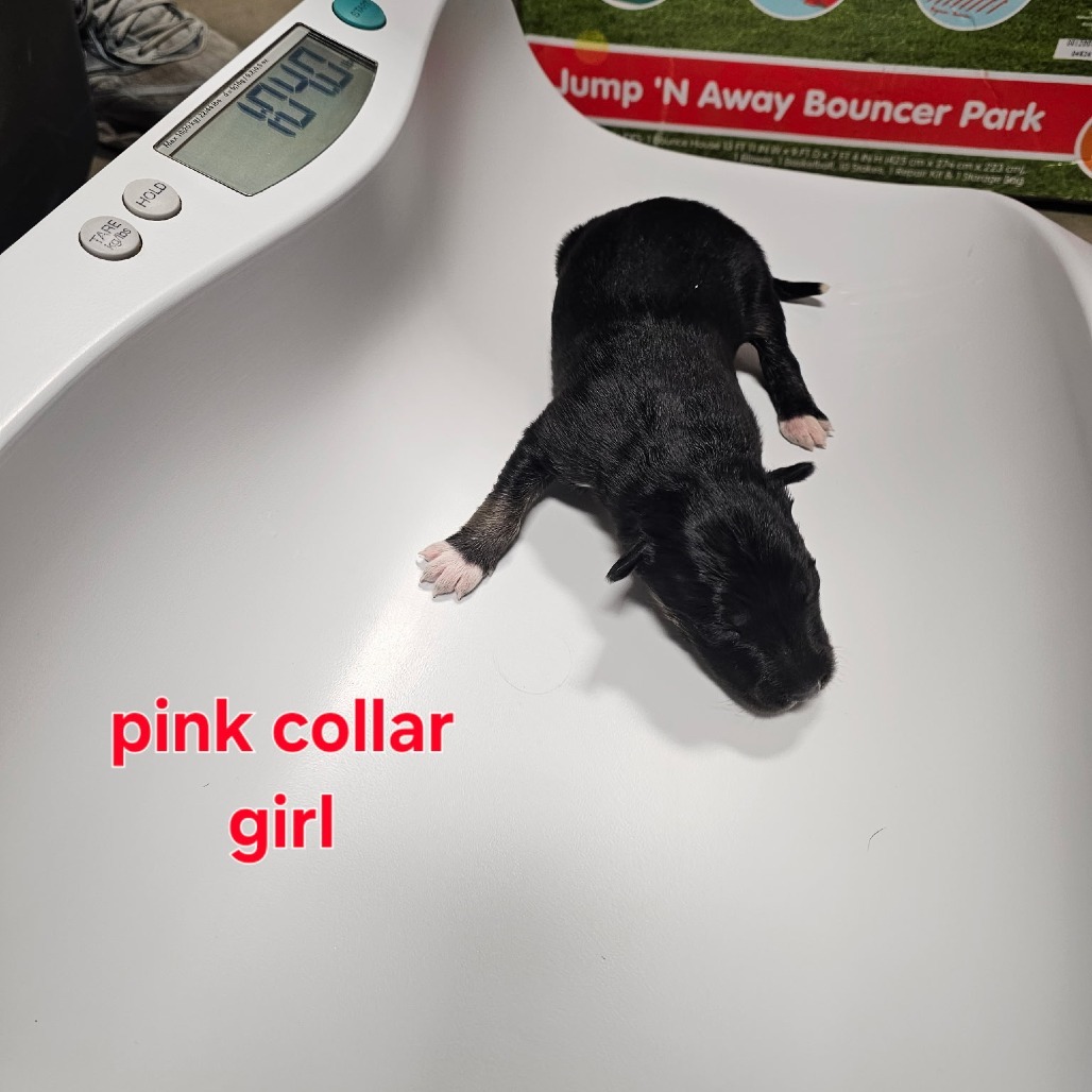 Ember, an adoptable Mixed Breed in Bismarck, ND, 58507 | Photo Image 2