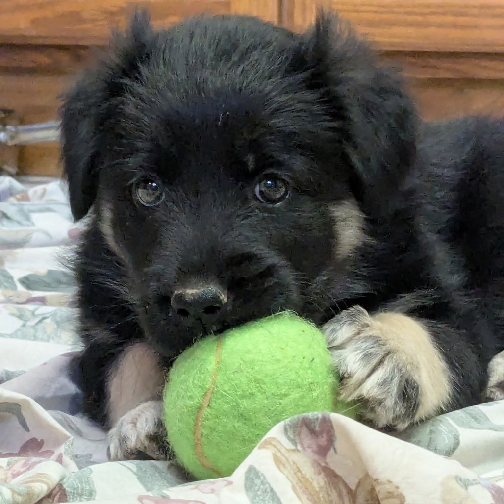 Ember, an adoptable Mixed Breed in Bismarck, ND, 58507 | Photo Image 3