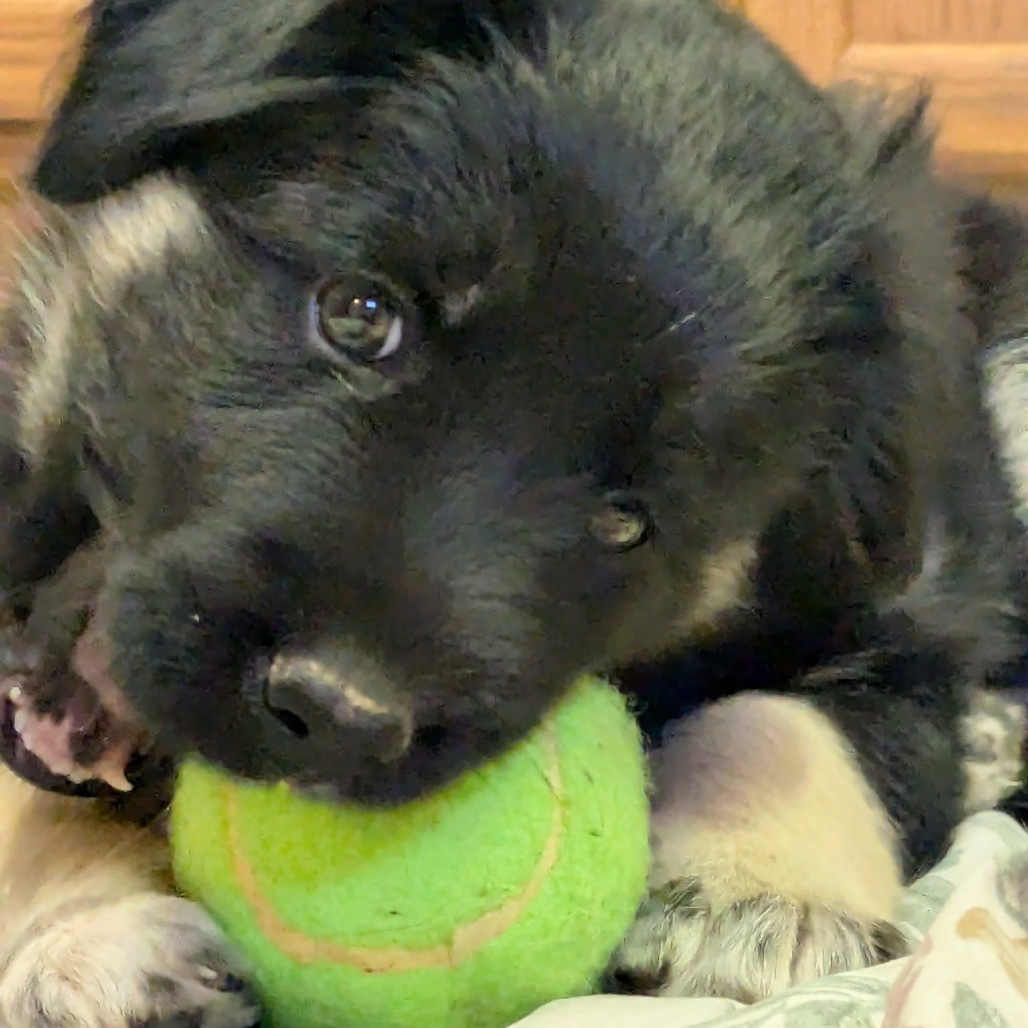 Ember, an adoptable Mixed Breed in Bismarck, ND, 58507 | Photo Image 4