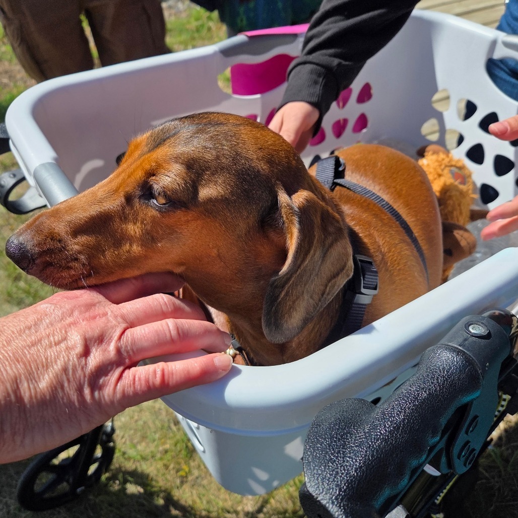 Otto, an adoptable Dachshund in Bismarck, ND, 58507 | Photo Image 1