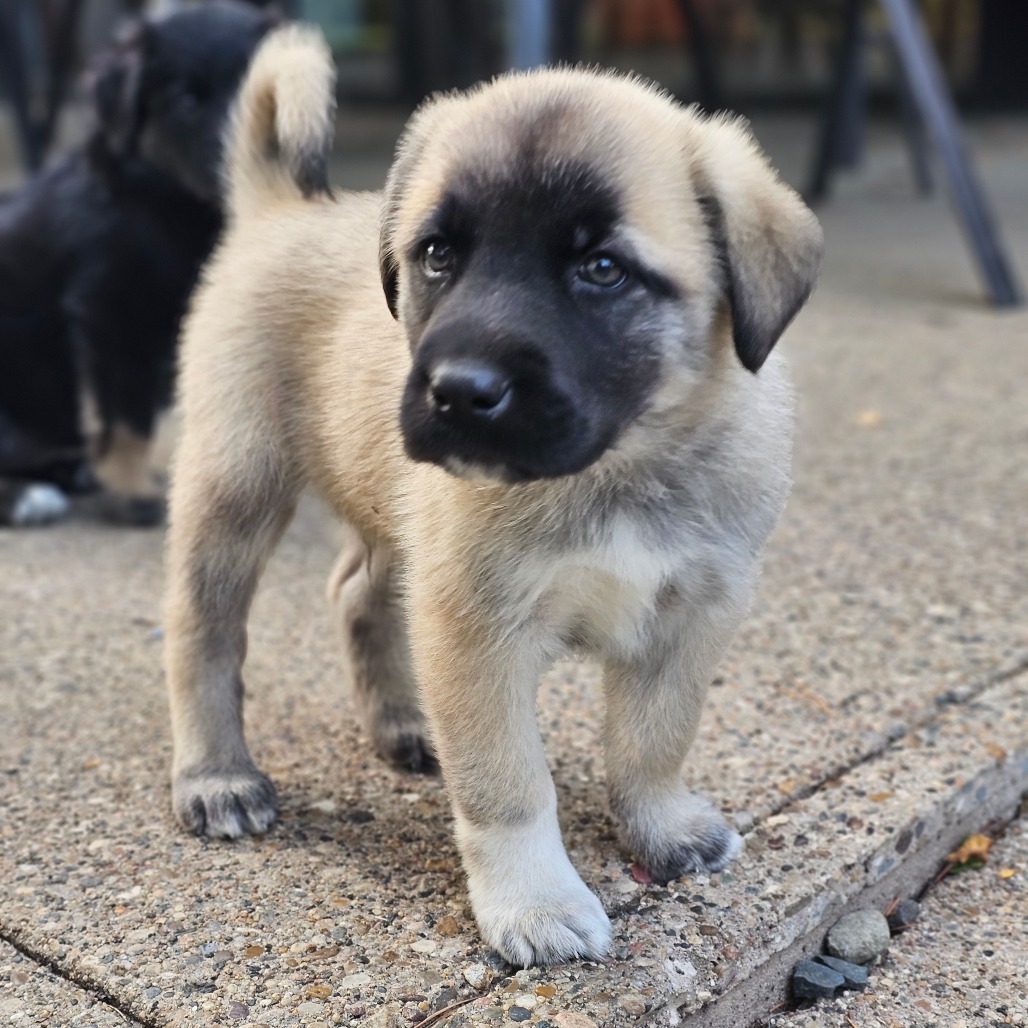Beau, an adoptable Mixed Breed in Bismarck, ND, 58507 | Photo Image 1