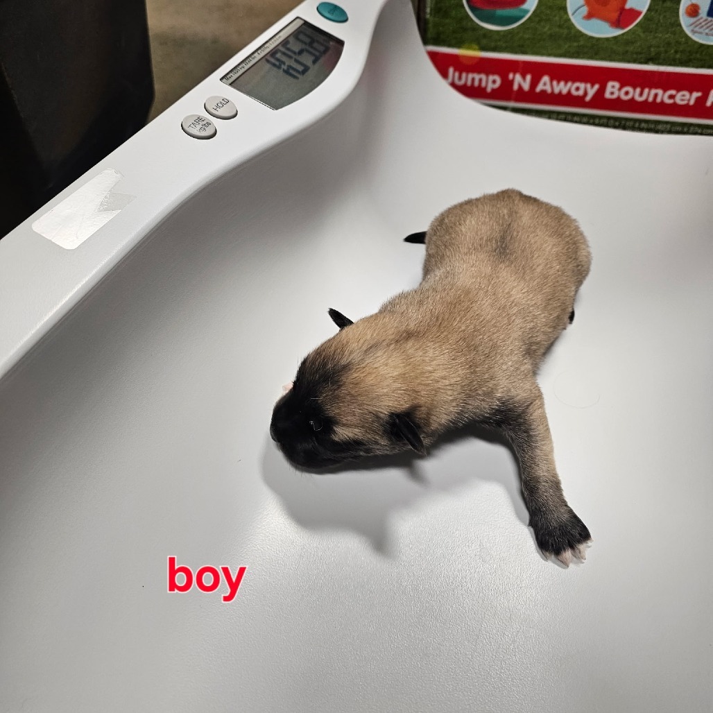 Beau, an adoptable Mixed Breed in Bismarck, ND, 58507 | Photo Image 2