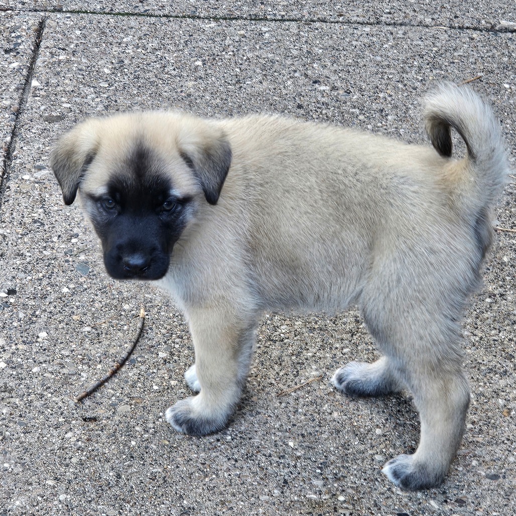 Beau, an adoptable Mixed Breed in Bismarck, ND, 58507 | Photo Image 3