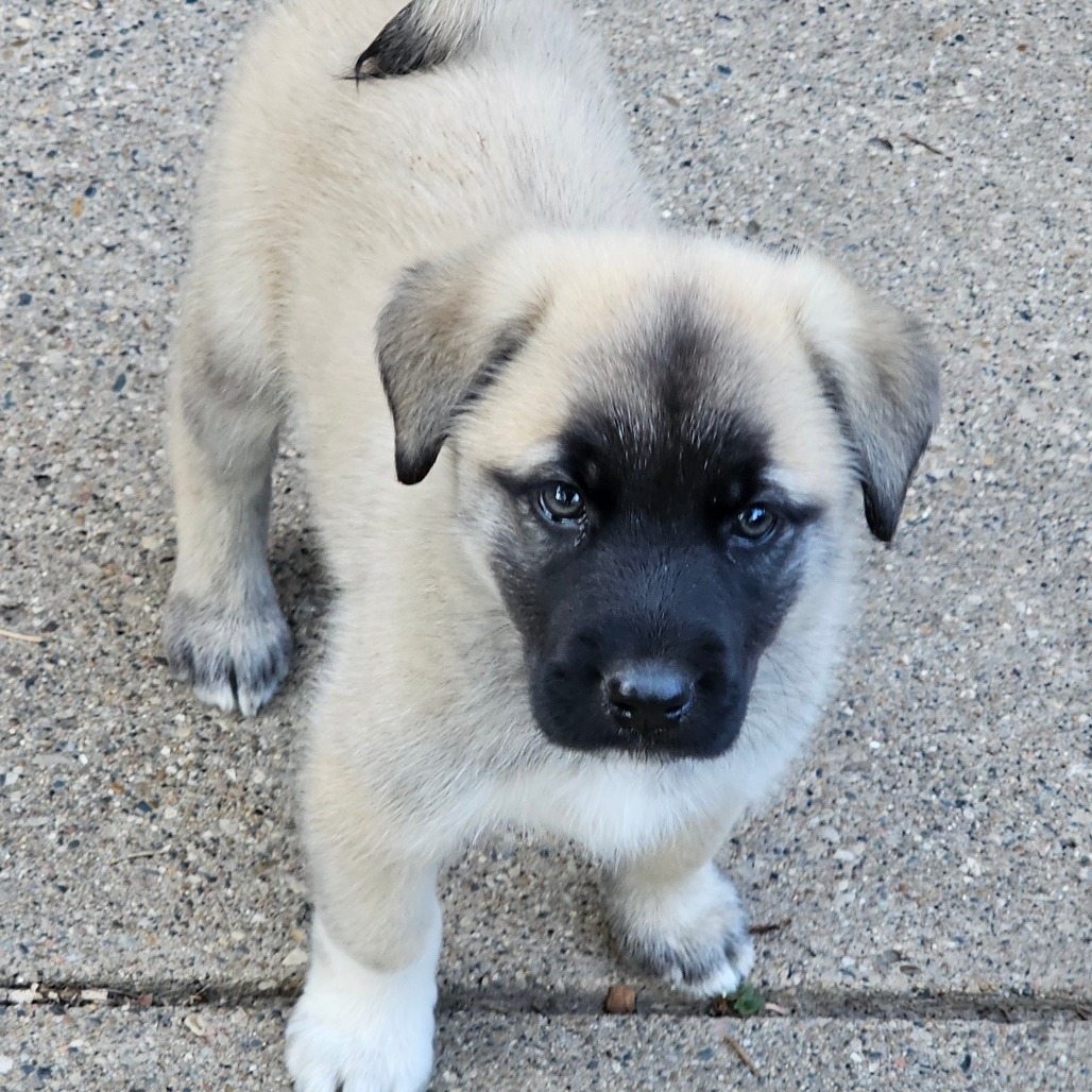 Beau, an adoptable Mixed Breed in Bismarck, ND, 58507 | Photo Image 4