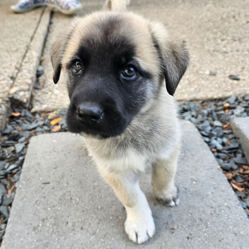 Beau, an adoptable Mixed Breed in Bismarck, ND, 58507 | Photo Image 5