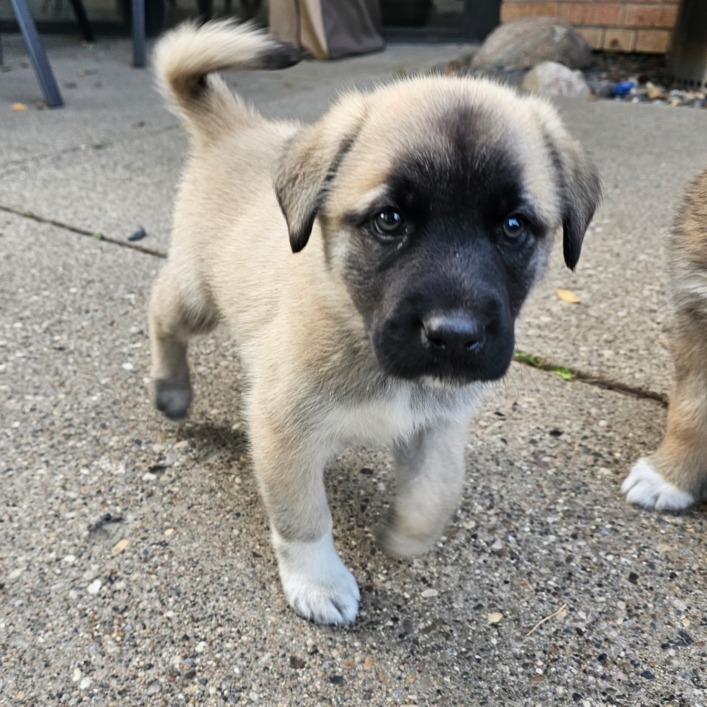 Beau, an adoptable Mixed Breed in Bismarck, ND, 58507 | Photo Image 6
