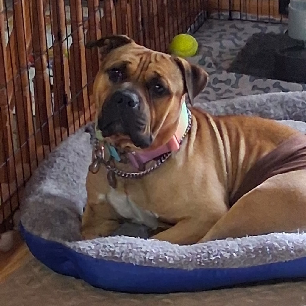 Chonk, an adoptable Mixed Breed in Bismarck, ND, 58507 | Photo Image 1