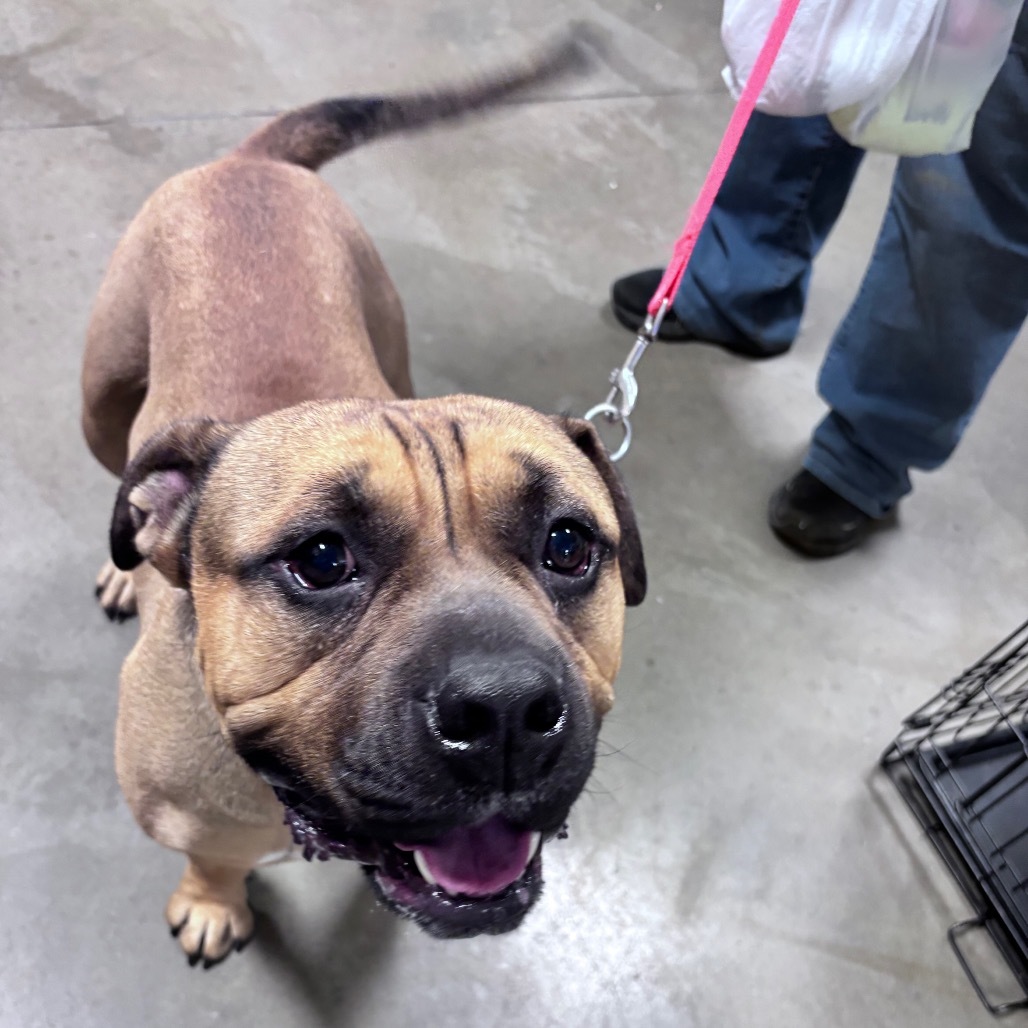 Chonk, an adoptable Mixed Breed in Bismarck, ND, 58507 | Photo Image 2