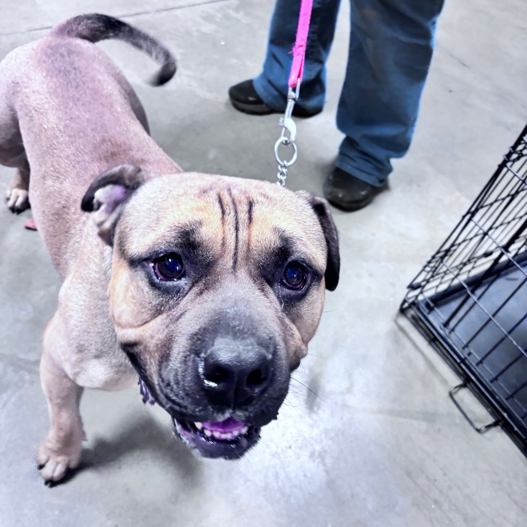 Chonk, an adoptable Mixed Breed in Bismarck, ND, 58507 | Photo Image 3