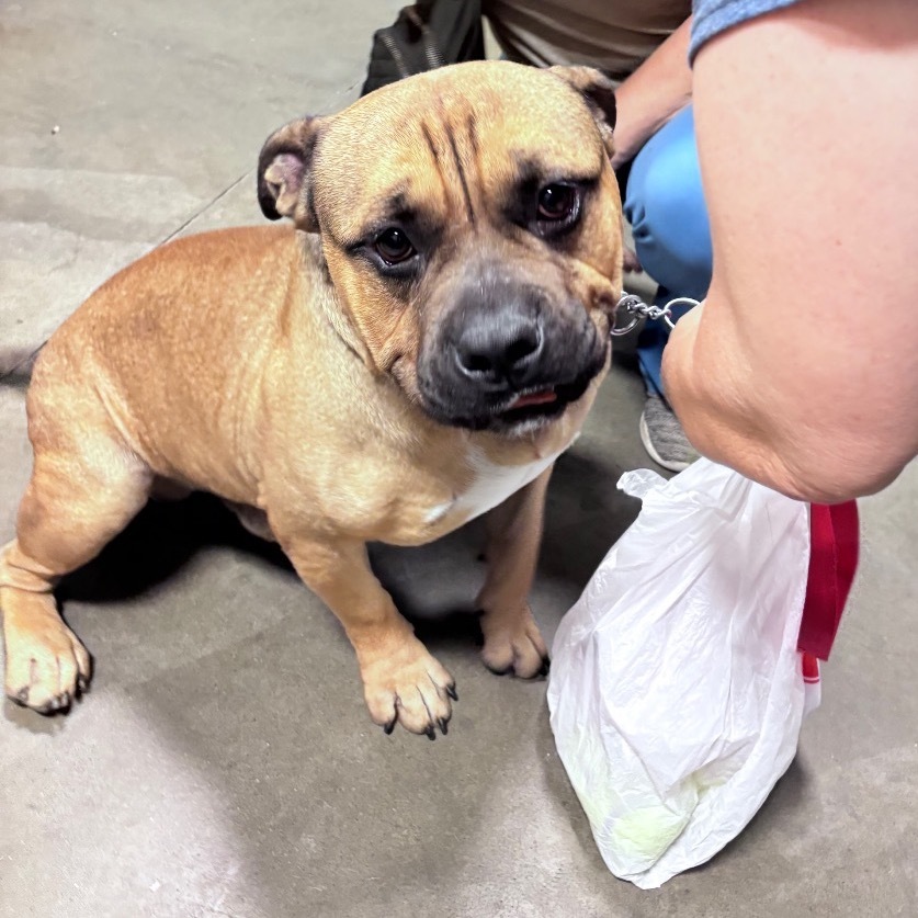 Chonk, an adoptable Mixed Breed in Bismarck, ND, 58507 | Photo Image 4