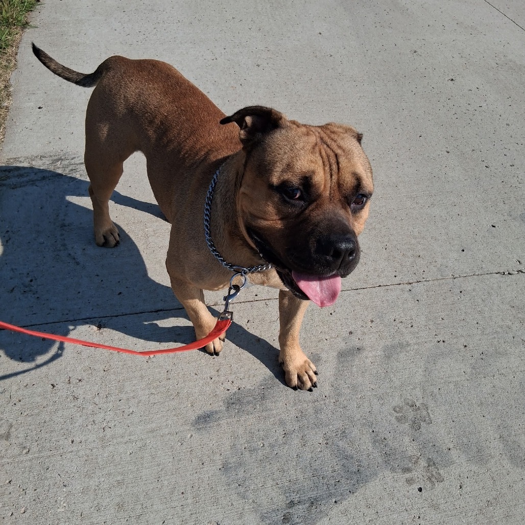 Chonk, an adoptable Mixed Breed in Bismarck, ND, 58507 | Photo Image 5