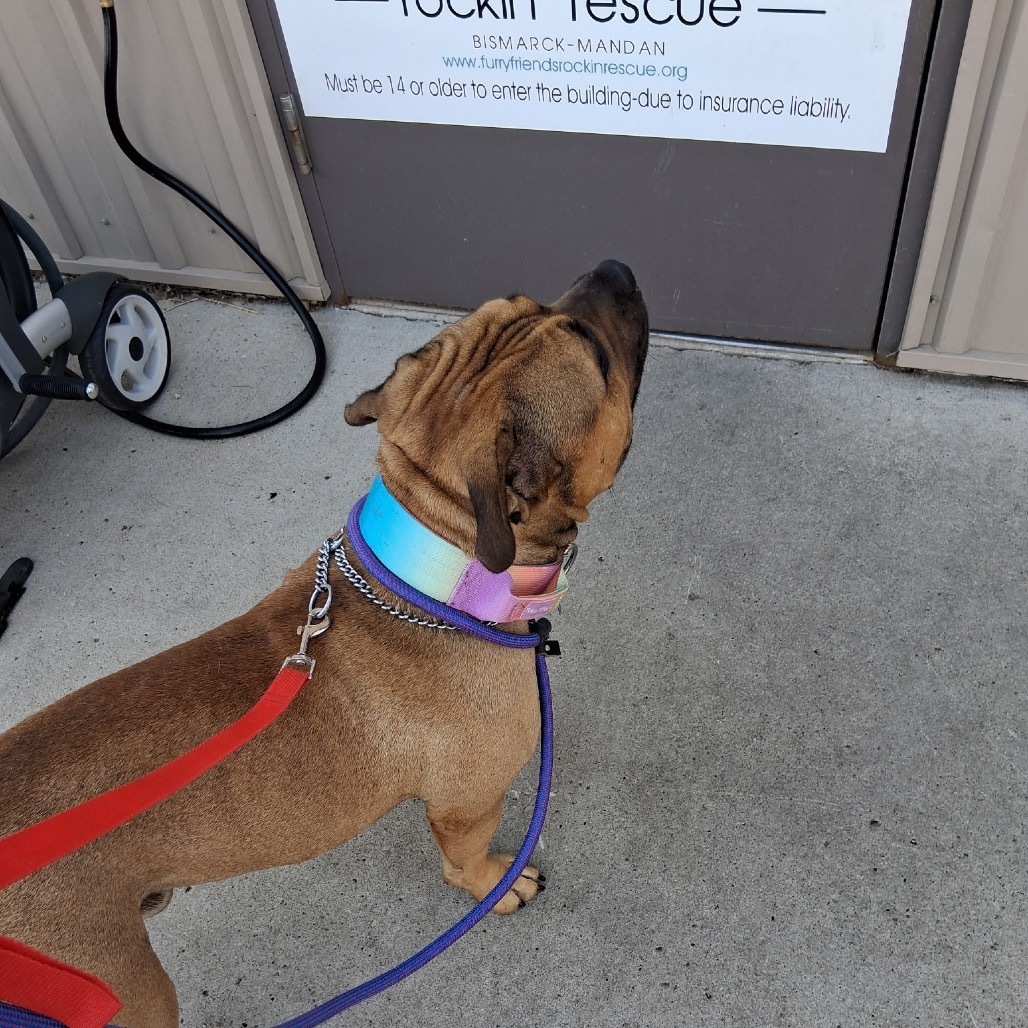 Chonk, an adoptable Mixed Breed in Bismarck, ND, 58507 | Photo Image 6