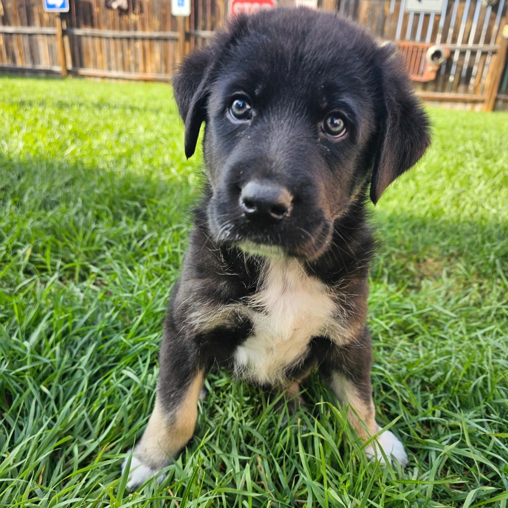 Rook, an adoptable Mixed Breed in Bismarck, ND, 58507 | Photo Image 1