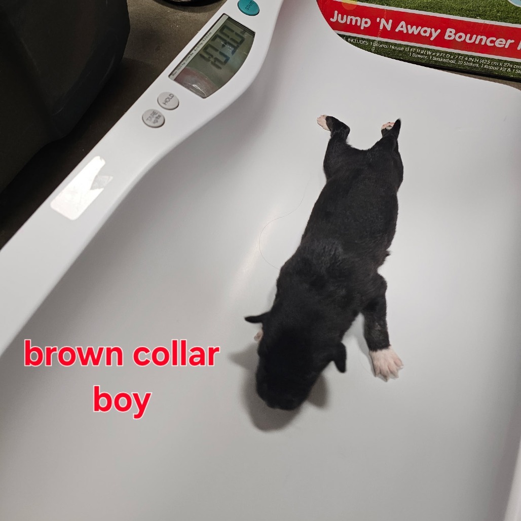 Rook, an adoptable Mixed Breed in Bismarck, ND, 58507 | Photo Image 2