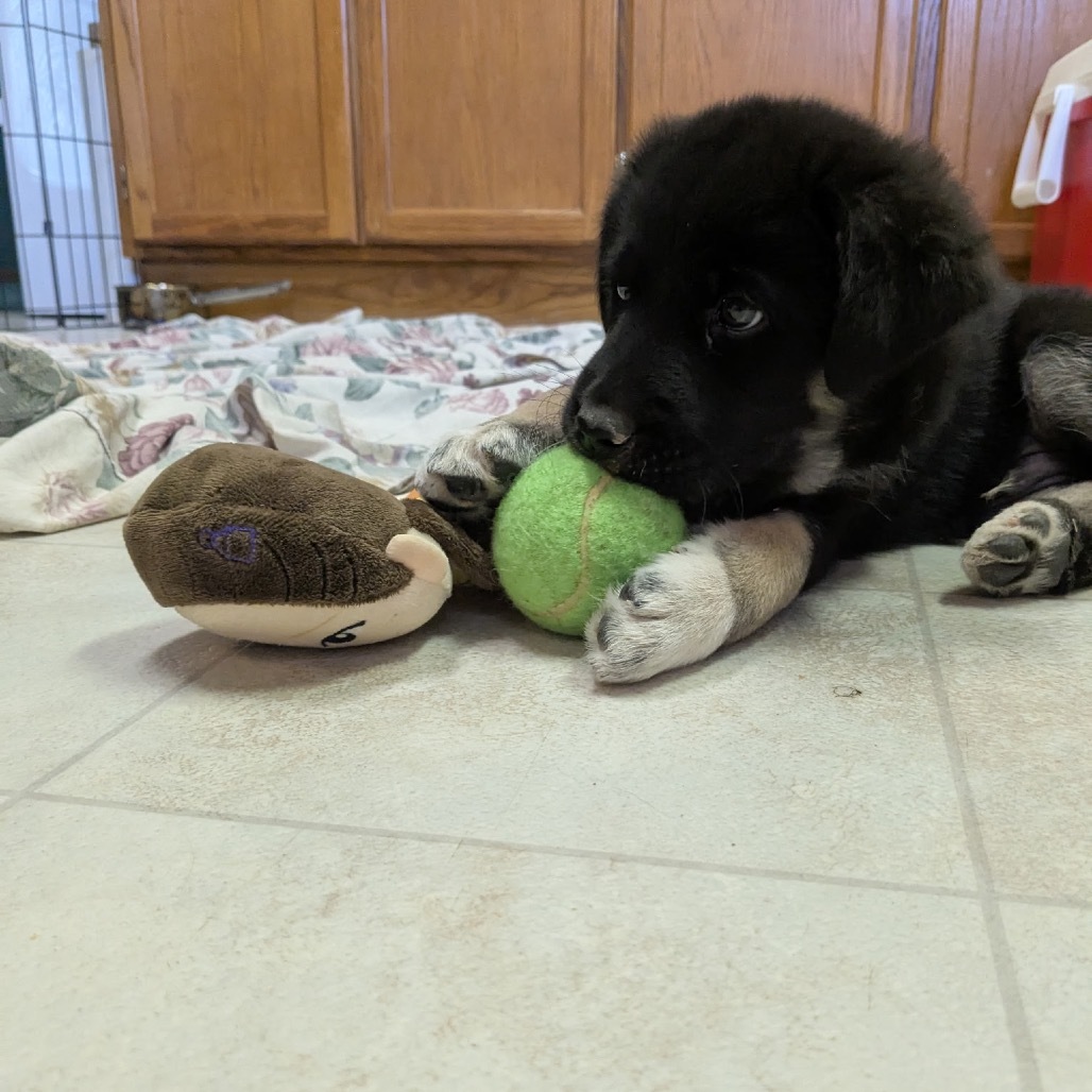 Rook, an adoptable Mixed Breed in Bismarck, ND, 58507 | Photo Image 3