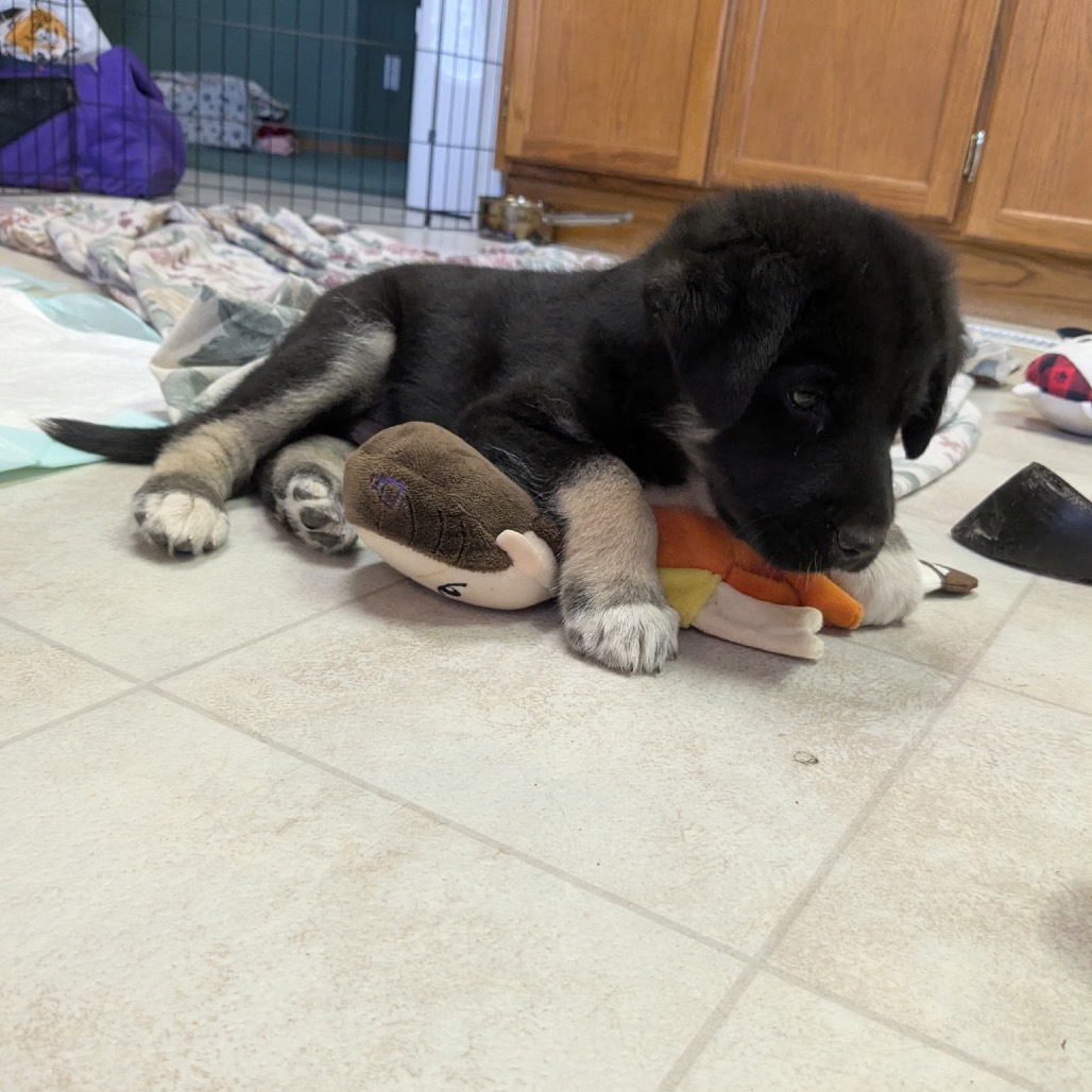 Rook, an adoptable Mixed Breed in Bismarck, ND, 58507 | Photo Image 4