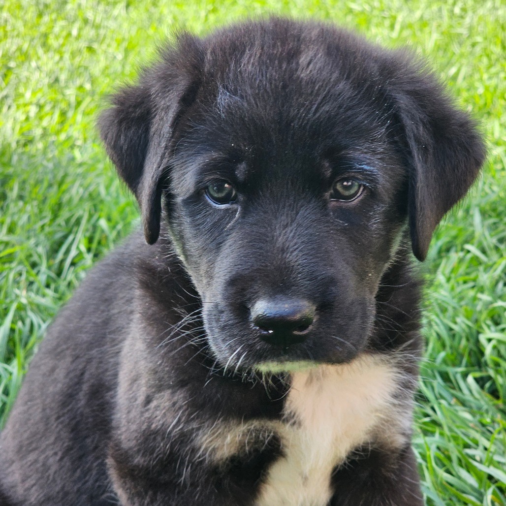 Rook, an adoptable Mixed Breed in Bismarck, ND, 58507 | Photo Image 5