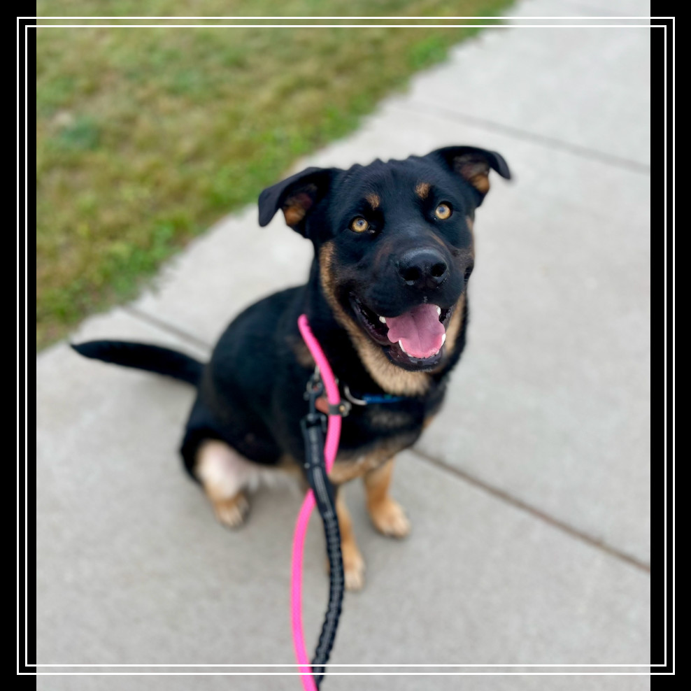 Buck, an adoptable Mixed Breed in Bismarck, ND, 58507 | Photo Image 1