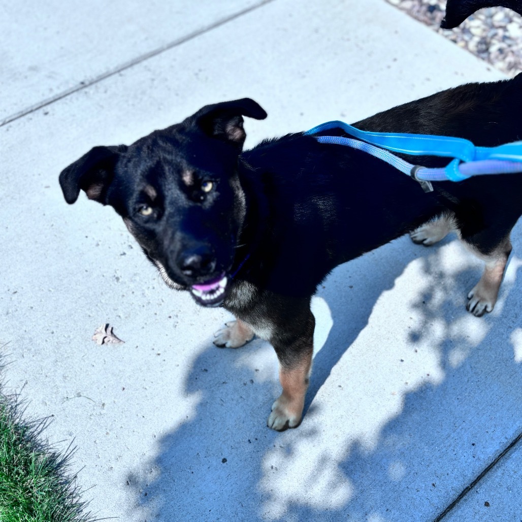 Buck, an adoptable Mixed Breed in Bismarck, ND, 58507 | Photo Image 2