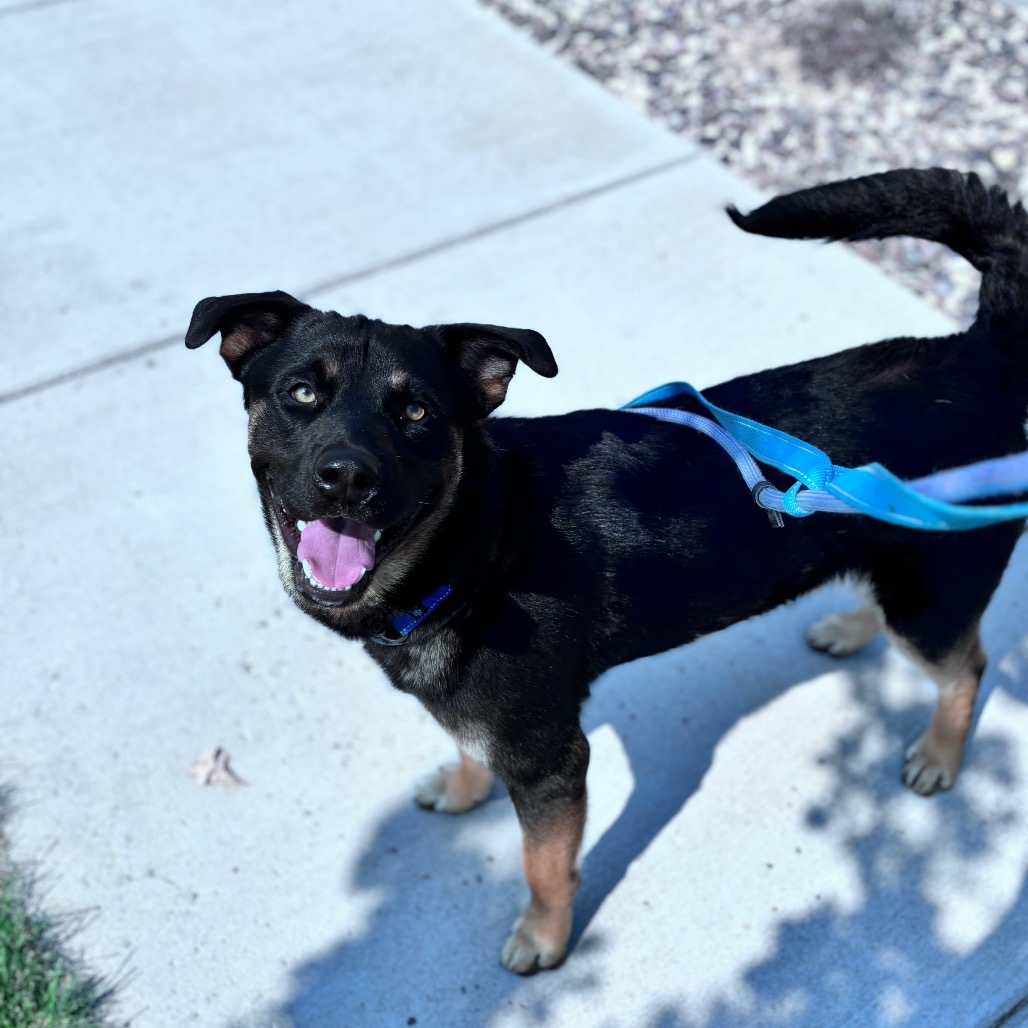 Buck, an adoptable Mixed Breed in Bismarck, ND, 58507 | Photo Image 3