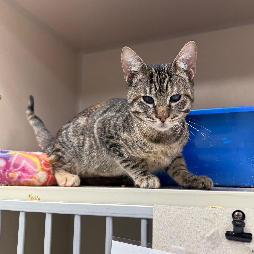 Iris, an adoptable Domestic Short Hair in Great Falls, MT, 59404 | Photo Image 1