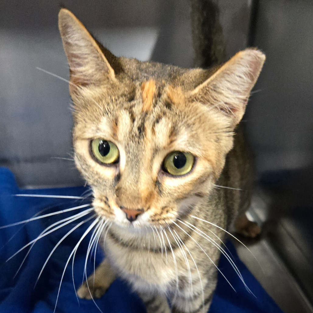 Laney, an adoptable Domestic Short Hair in Great Falls, MT, 59404 | Photo Image 1