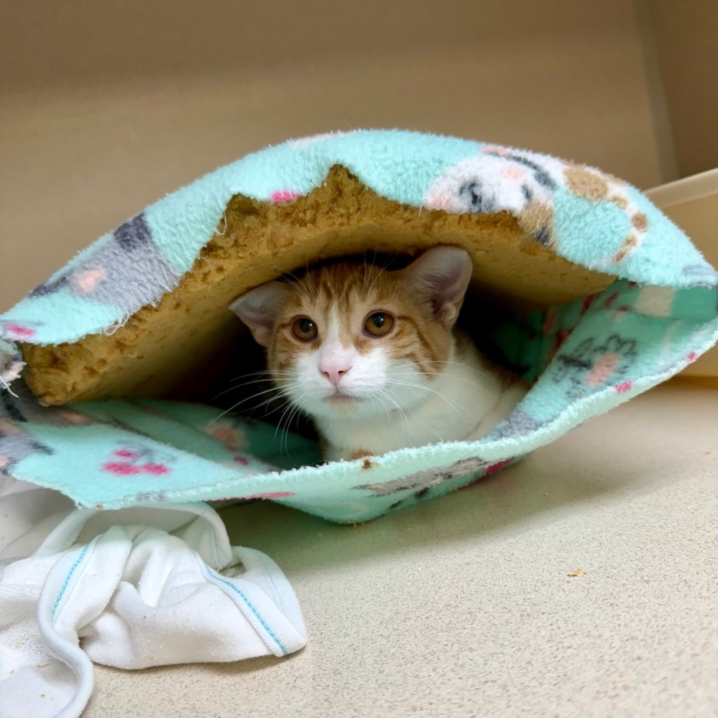 Bert, an adoptable Domestic Short Hair in Great Falls, MT, 59404 | Photo Image 1